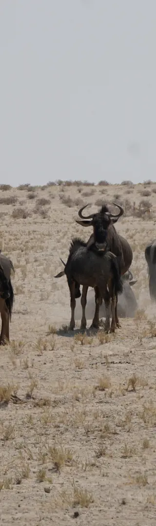 Die Gnus sind überall